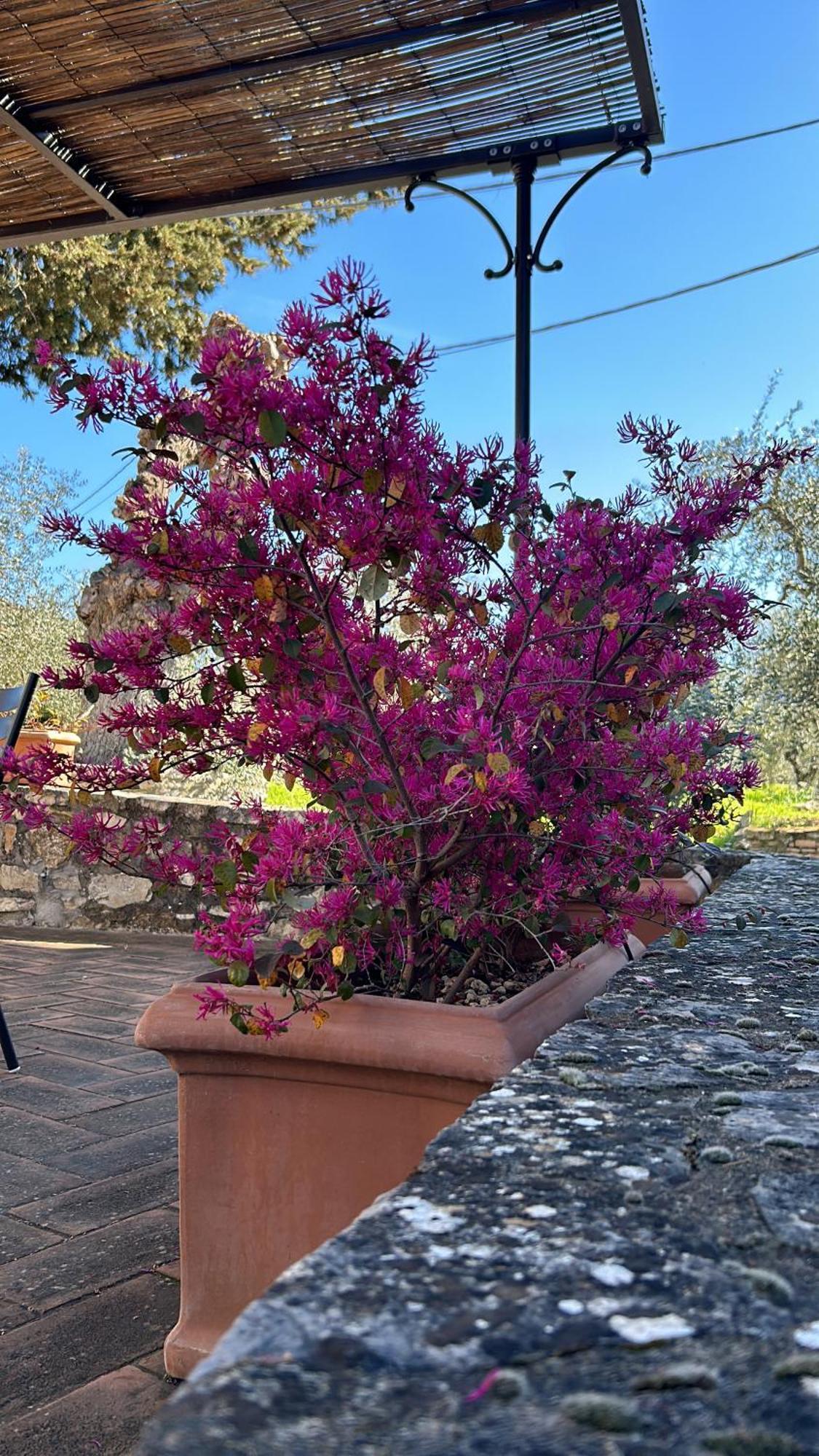 Borgo A Monti Di Sotto Villa กาโยเล อิน เคียนติ ภายนอก รูปภาพ